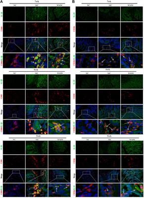 Wu-Mei-Wan Ameliorates Murine Ulcerative Colitis by Regulating Macrophage Polarization